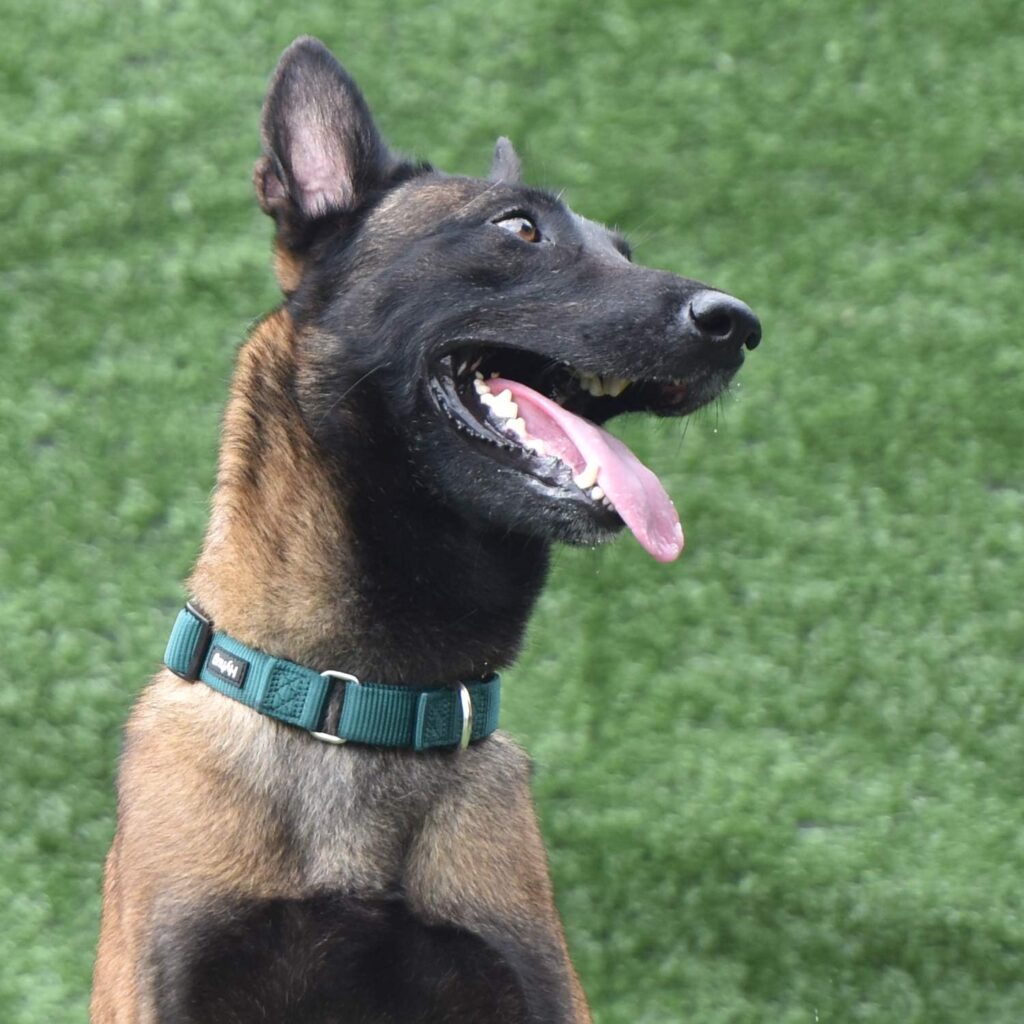 Hyhug Durable Escape-proof Martingale Dog Collar for Medium Boy and Girl Dogs - Walking Training Daily Use. (Medium, Black)