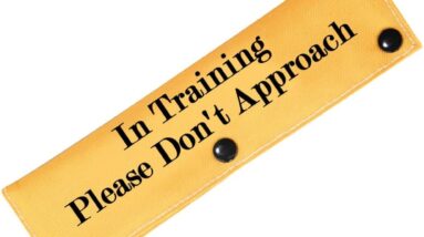 in training ignore dog leash sleeve review