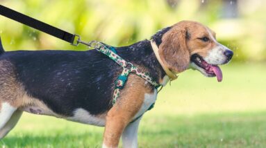 jsdoin nylon training lead review