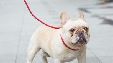 juliyeh dog slip lead review