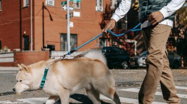 los andes dog choke collar martingale collar review