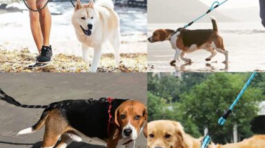 reflective dog rope lead review