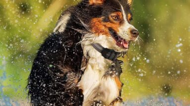 remote sound vibration training modes