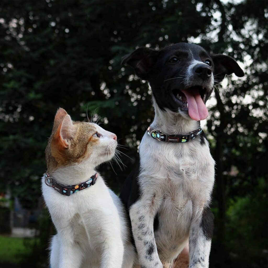 RosesPoetry Dog Collar and Lead for Small,Adjustable Durable Bee 5ft Puppy Leash Collar for Dog Training Lead（Bee-S）