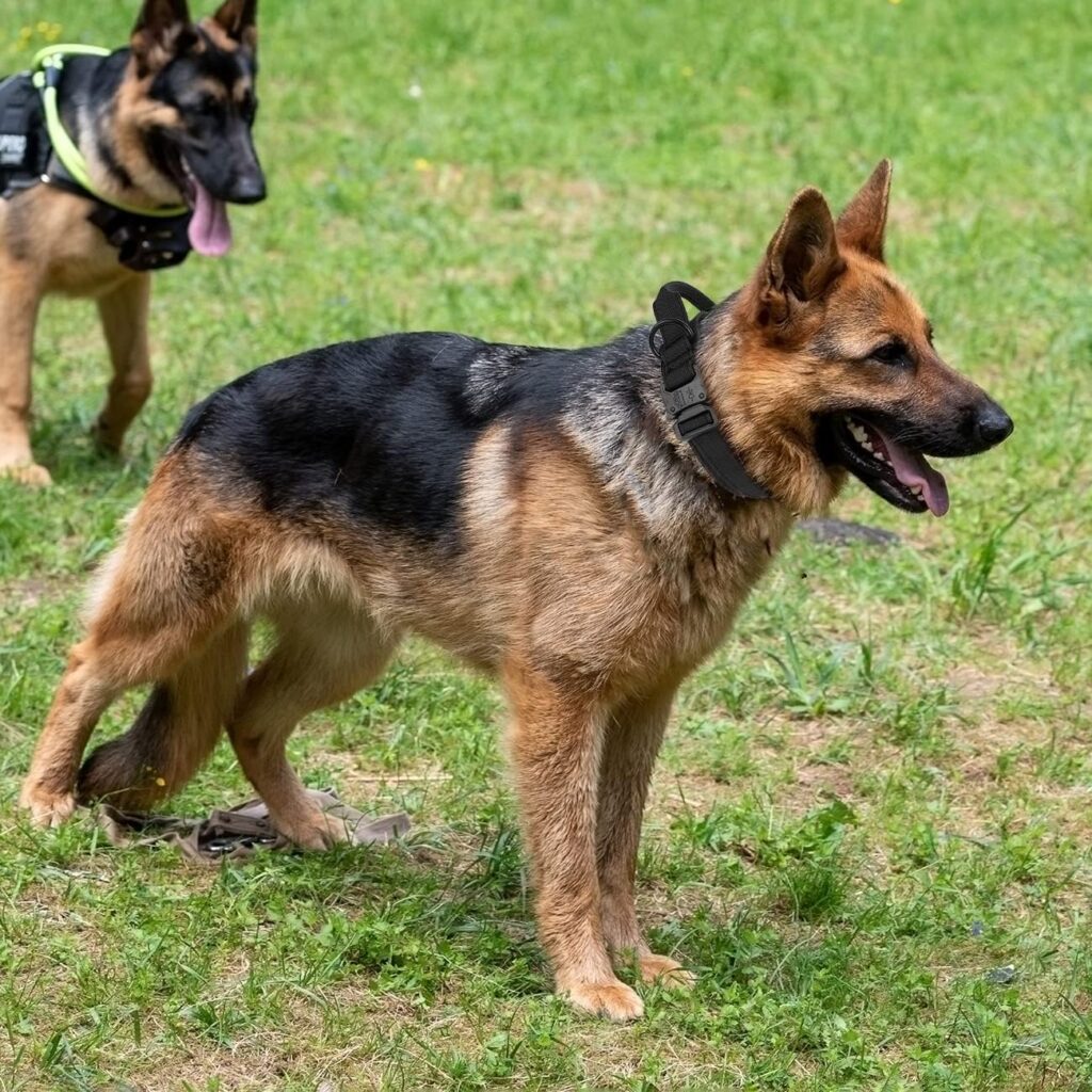 Tactical Dog Collar with Handle - Military Dog Collars Adjustable Training Collar Premium Nylon Dog Collar Heavy Duty Metal Buckle Collar for Medium Large Dogs (XL, Brown) Tactical Dog Collar with Handle - Military Dog Collars Adjustable Training Collar Premium Nylon Dog Collar Heavy Duty Metal Buckle Collar for Medium Large Dogs (XL, Brown)