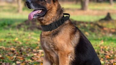 tactical dog collar with handle review