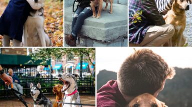 training lead for dogs 5m review