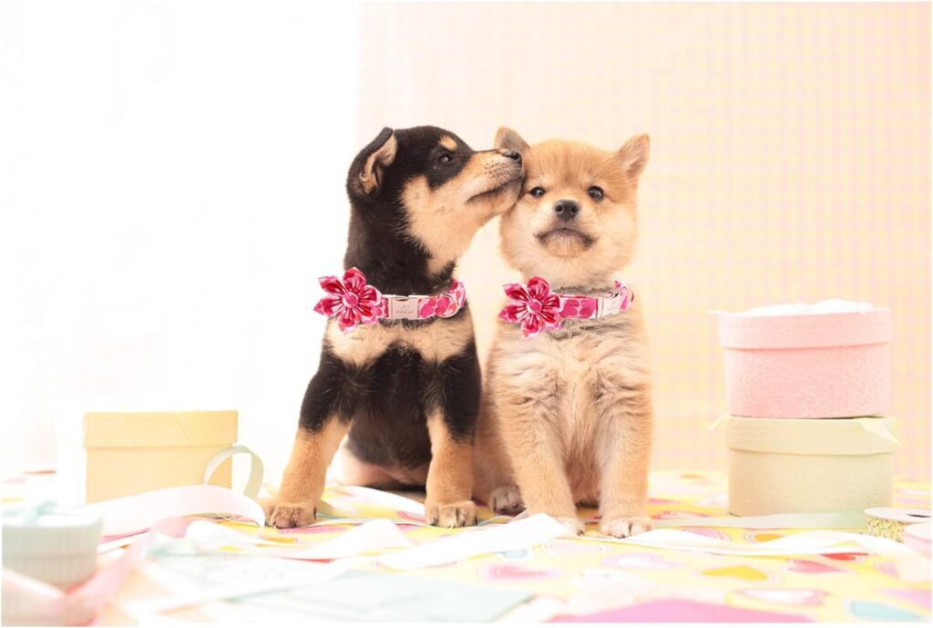 Babole Pet AirTag Dog Collar Pink for Medium Puppy Dog,11 Colors,Nylon Integrated GPS Pet Collar with Durable Snap Buckle,Dog Tracker for Apple iPhone,Small Large BoyGirlFemale Dog(M)