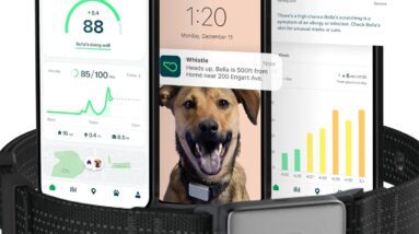 whistle switch gps collar review