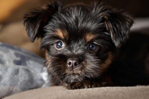 The Ultimate Guide on How to Potty Train Your Affenpinscher Puppy Success! 2 Affenpinscher Puppy 1