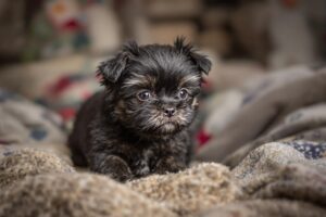 The Ultimate Guide on How to Potty Train Your Affenpinscher Puppy Success! 3 Affenpinscher Puppy 2