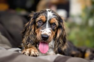 Afghan Hound Puppy 1