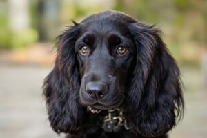 Afghan Hound Puppy 2
