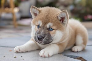 Akita Puppy 2