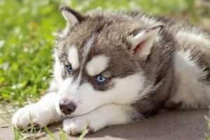 Alaskan Malamute Puppy 1