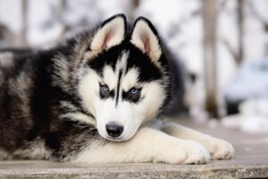 Alaskan Malamute Puppy 2