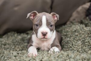 American Staffordshire Terrier Puppy 2
