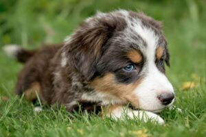 Australian Shepherd Puppy 2