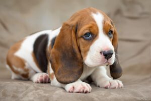 Basset Hound Puppy 1