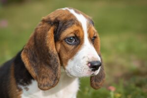 Basset Hound Puppy 2