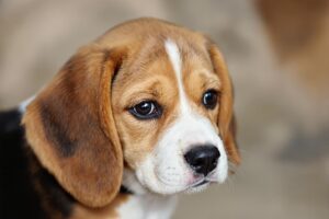 Essential Guide: How To Potty Train A Beagle Puppy Effectively 2 Beagle Puppy 1