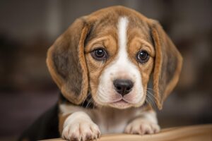 Essential Guide: How To Potty Train A Beagle Puppy Effectively 3 Beagle Puppy 2