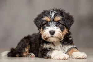 Bearded Collie Puppy 1