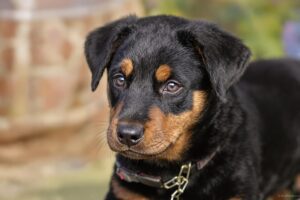 Beauceron Puppy 1