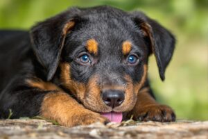 Beauceron Puppy 2