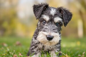 Bedlington Terrier Puppy 1