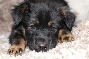 Belgian Sheepdog Puppy 1
