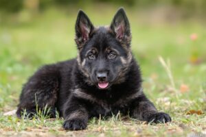 Belgian Sheepdog Puppy 2