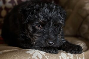 Black Russian Terrier Puppy 1