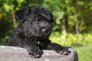 Black Russian Terrier Puppy 2
