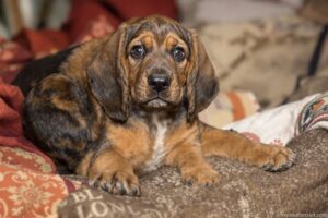 The Ultimate Guide on How to Potty Train a Bloodhound Puppy Like a Pro 3 Bloodhound Puppy 2