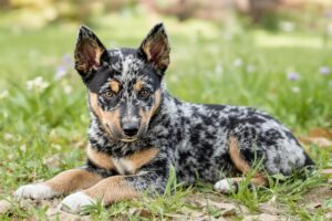 Essential Tips on How to Potty Train a Blue Heeler Puppy Effectively 2 Blue Heeler Puppy 1