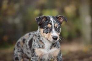 Essential Tips on How to Potty Train a Blue Heeler Puppy Effectively 3 Blue Heeler Puppy 2