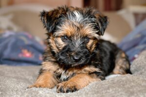 Border Terrier Puppy 2