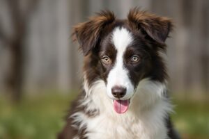 Mastering the Basics: How to Potty Train Your Borzoi Puppy with Ease 2 Borzoi Puppy 1