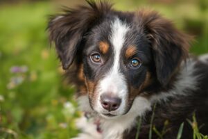 Mastering the Basics: How to Potty Train Your Borzoi Puppy with Ease 3 Borzoi Puppy 2