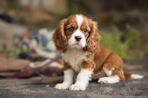 Cavalier King Charles Spaniel Puppy 1