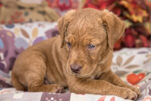 Chesapeake Bay Retriever Puppy 1