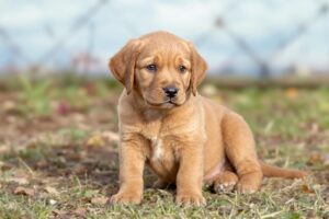 Chesapeake Bay Retriever Puppy 2