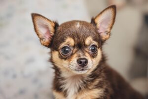 Chihuahua Puppy 1