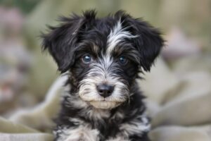 Chinese Crested Puppy 2