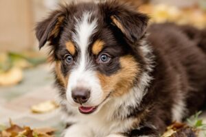 Collie Puppy 1