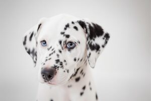 Essential Tips for Successfully Potty Training Your Dalmatian Puppy 3 Dalmatian Puppy 2