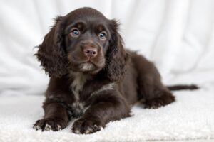 English Cocker Spaniel Puppy 1