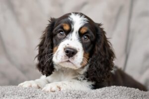 English Cocker Spaniel Puppy 2