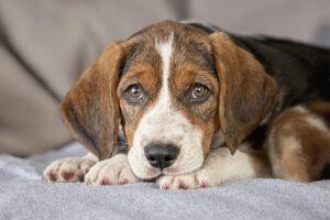 English Foxhound Puppy 1